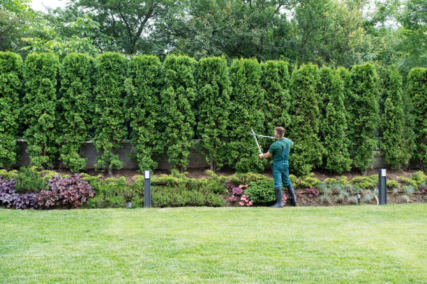 Best Lawn Maintenance Plans  in Monteagle, TN