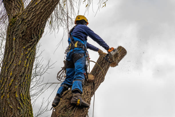 How Our Tree Care Process Works  in  Monteagle, TN